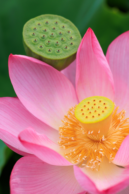 2022夏の花畑　あいのたにロータスプロジェクト_f0155048_23132578.jpg
