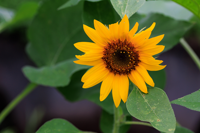 2022夏の花畑　あいのたにロータスプロジェクト_f0155048_23132857.jpg