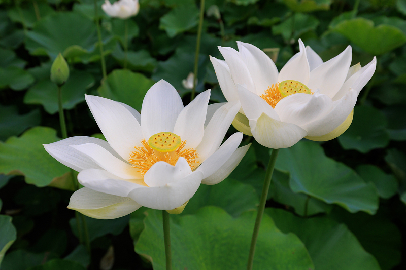 2022夏の花畑　あいのたにロータスプロジェクト_f0155048_23133783.jpg