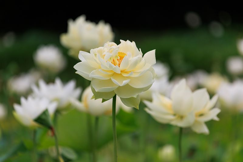 2022夏の花畑　あいのたにロータスプロジェクト_f0155048_23133955.jpg