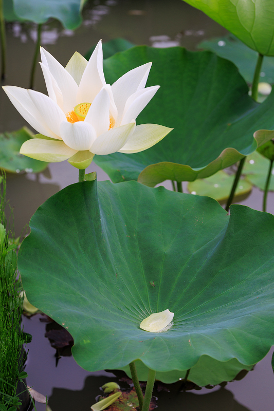 2022夏の花畑　あいのたにロータスプロジェクト_f0155048_23135536.jpg