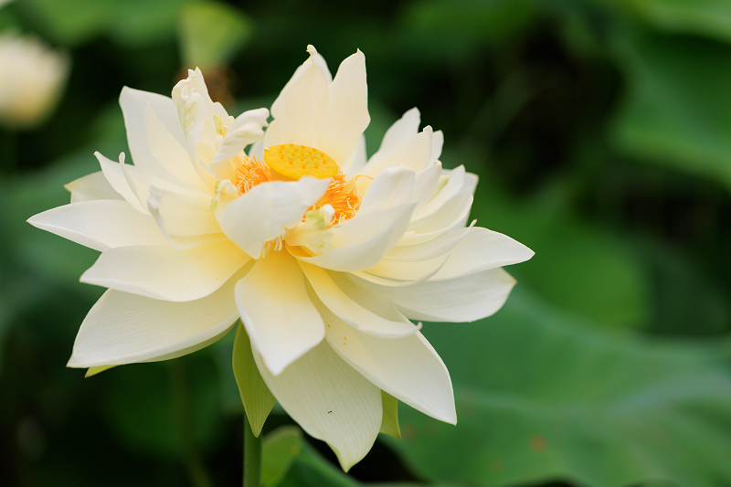2022夏の花畑　あいのたにロータスプロジェクト_f0155048_23140172.jpg