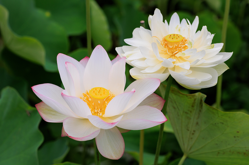 2022夏の花畑　あいのたにロータスプロジェクト_f0155048_23143703.jpg
