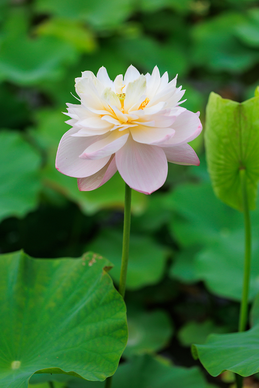 2022夏の花畑　あいのたにロータスプロジェクト_f0155048_23144350.jpg