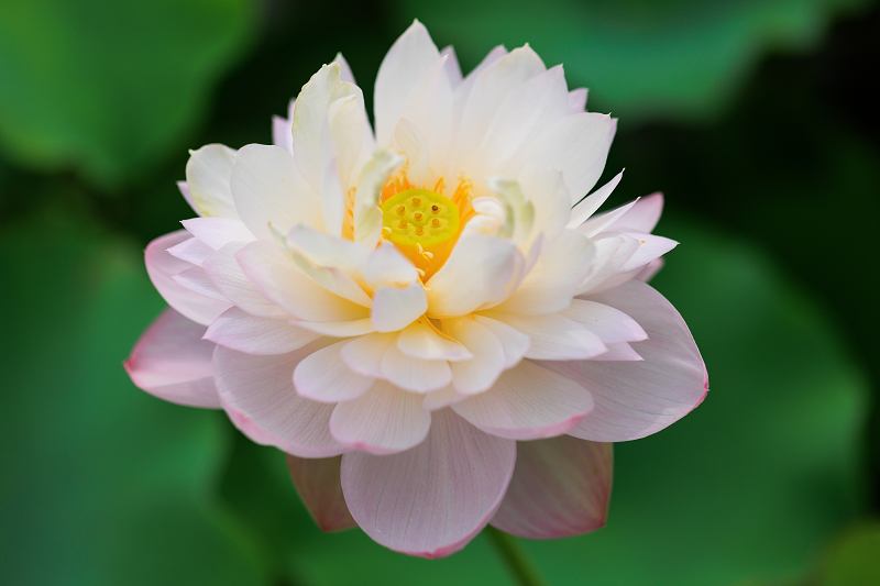 2022夏の花畑　あいのたにロータスプロジェクト_f0155048_23145231.jpg