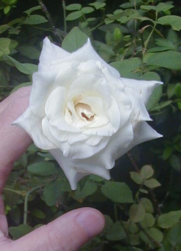 ●健気に咲き続ける白薔薇ＶＩＲＧＯ、その２８_d0053294_01223529.jpg
