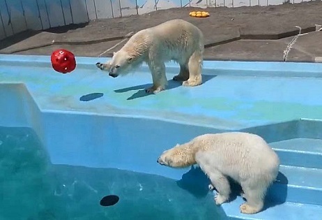 北海道・釧路市動物園のミルク(Milk)とキロル(Kiroru)の近況 ～ この二頭のペアは解消させるべき_a0151913_02063835.jpg