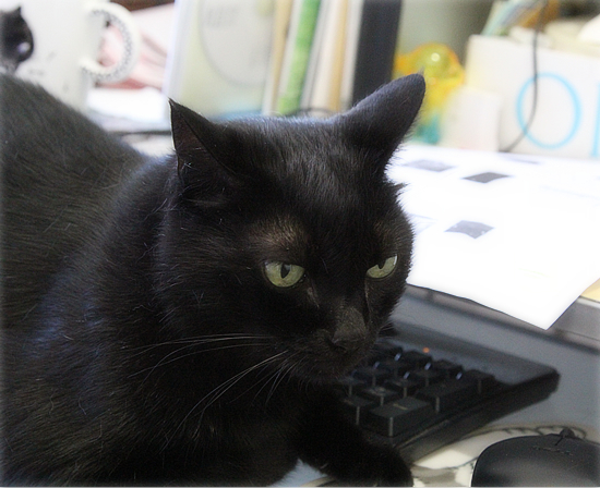 いつまでも、お盆気分の猫_a0389088_17132114.jpg