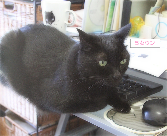 いつまでも、お盆気分の猫_a0389088_17132157.jpg