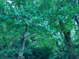 ☆blog おやすみのおしらせ☆_d0035397_10181719.jpeg