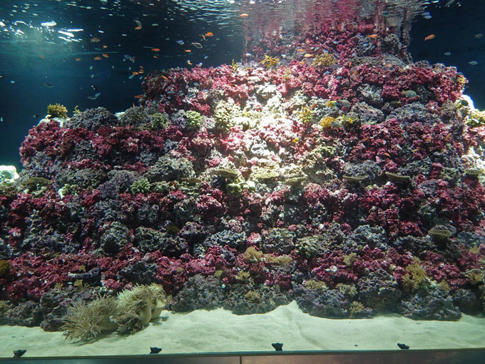 葛西臨海水族園：新水槽「サンゴ礁の海」OPEN！！ : 続々・動物園あり