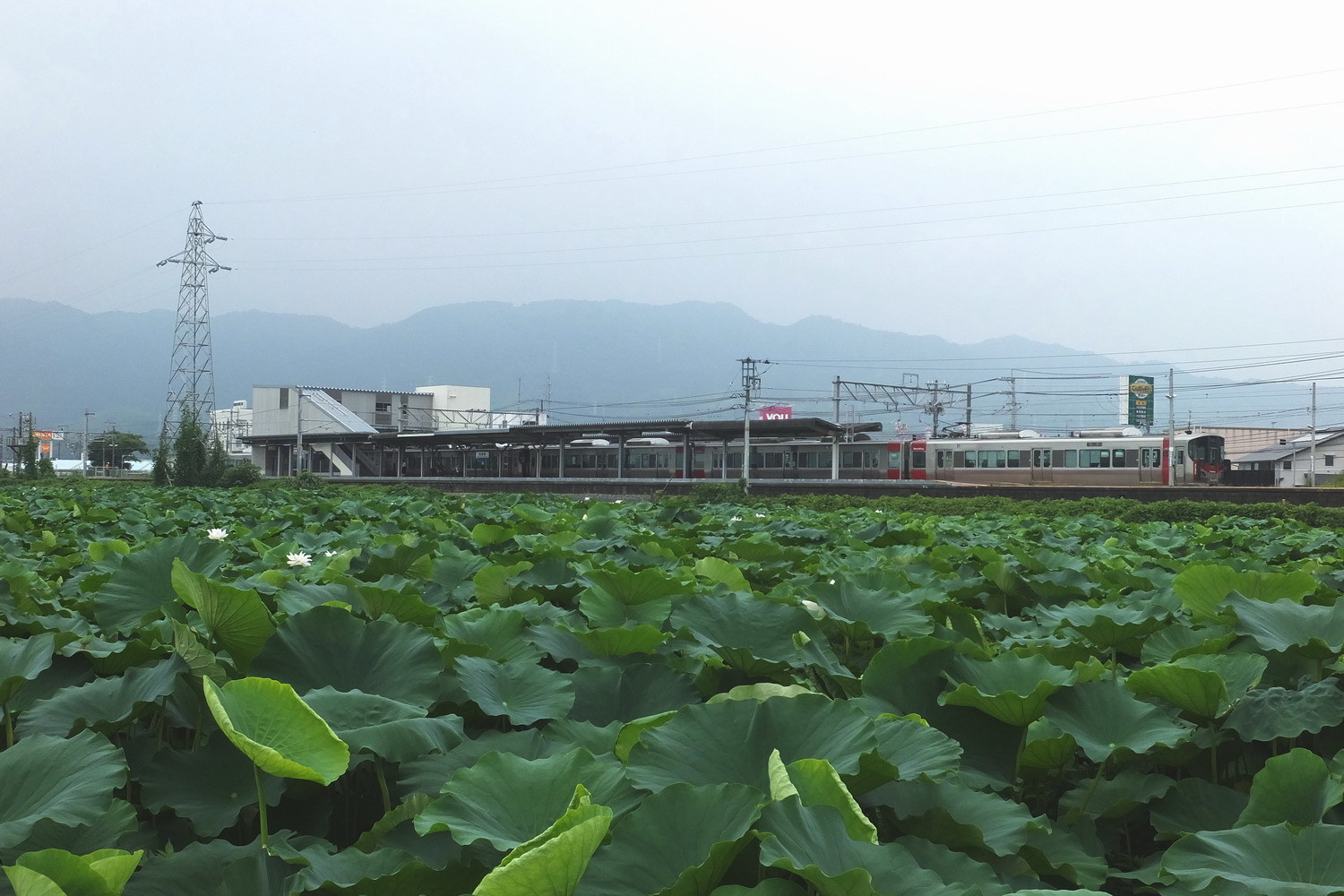 ブログ第７０回.南岩国の蓮田のハスの花_d0074419_08282330.jpg