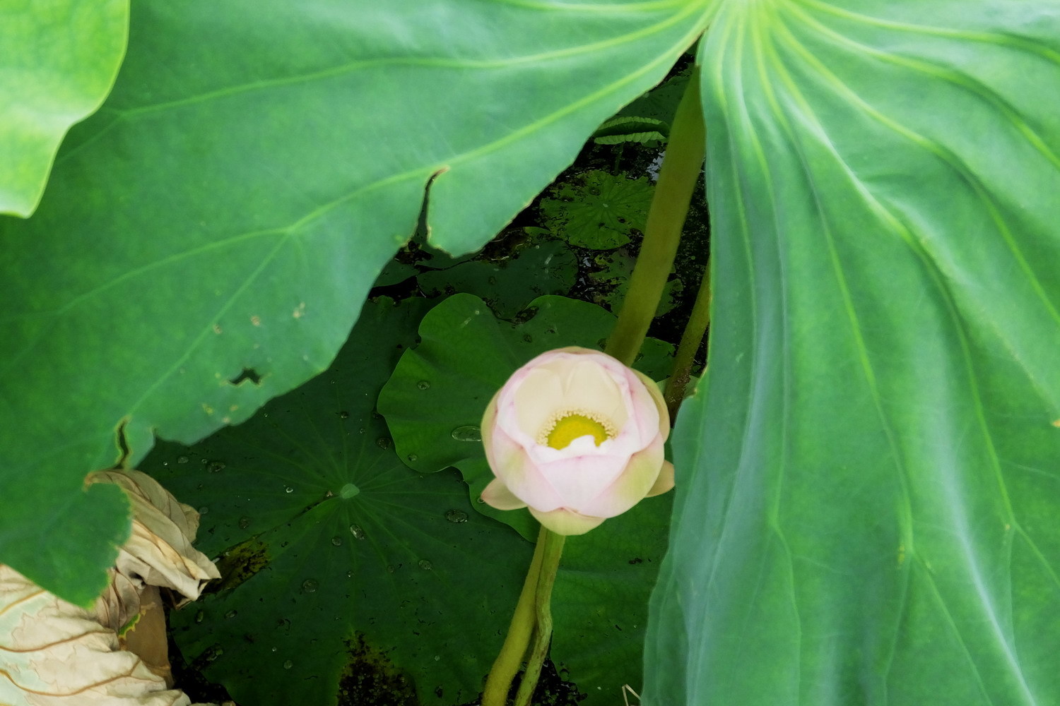 ブログ第７０回.南岩国の蓮田のハスの花_d0074419_08334625.jpg