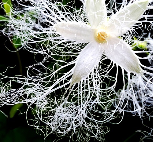 カラスウリの花に逢いに行く 夕焼雲 22 8 19 Tokyo むっちゃんの花鳥蝶風月 鳥 猫 花 空 山