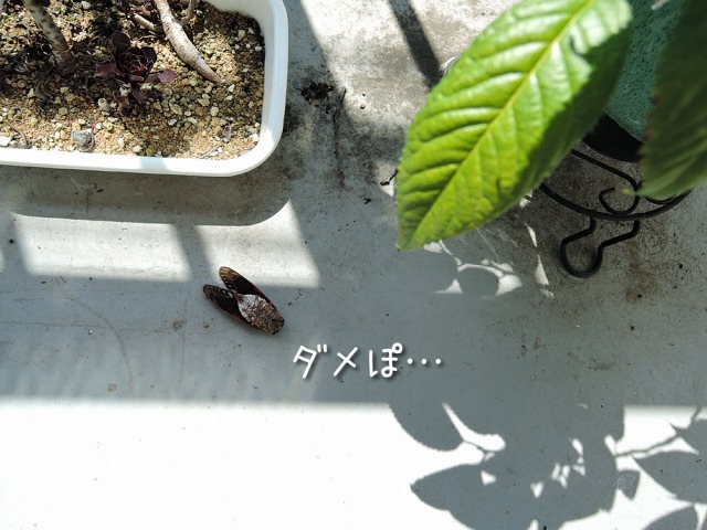 秋近し サモエド クローカのお気楽日記 秋近し サモエド クローカのお気楽日記