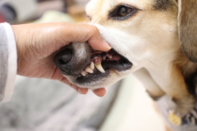 歯磨きジェルで歯石が取れました お転婆コーギー犬とeos Kiss Dでのお散歩フォト