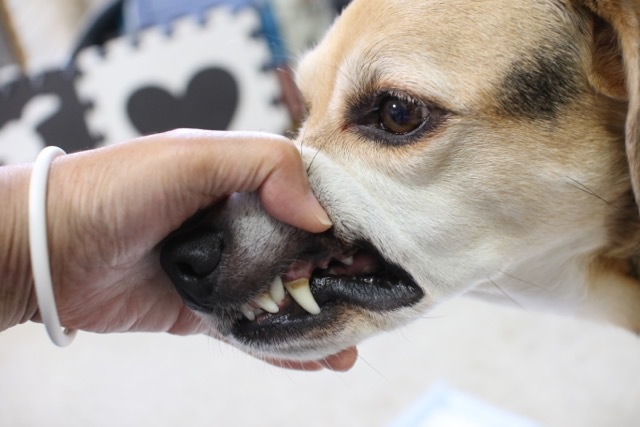 歯磨きジェルで歯石が取れました〜！ : お転婆コーギー犬とEOS Kiss D 