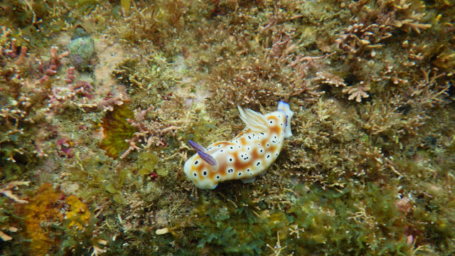シュノーケリングでお初の可愛いウミウシちゃんに出逢う 三重県 8 14 静かなお山の森歩き