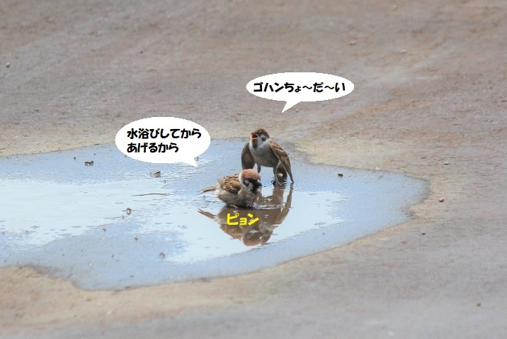 子スズメちゃん、やさぐれる~(笑)_d0402280_08442226.jpg