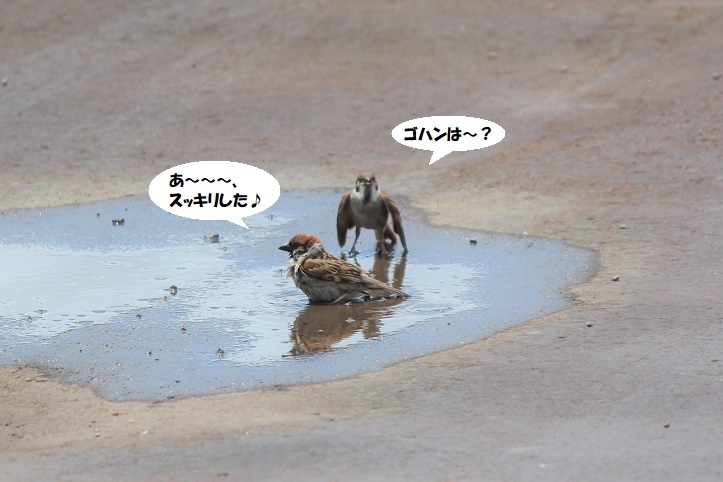 子スズメちゃん、やさぐれる~(笑)_d0402280_08452564.jpg