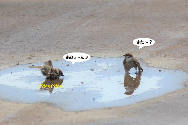 子スズメちゃん、やさぐれる~(笑)_d0402280_08464320.jpg