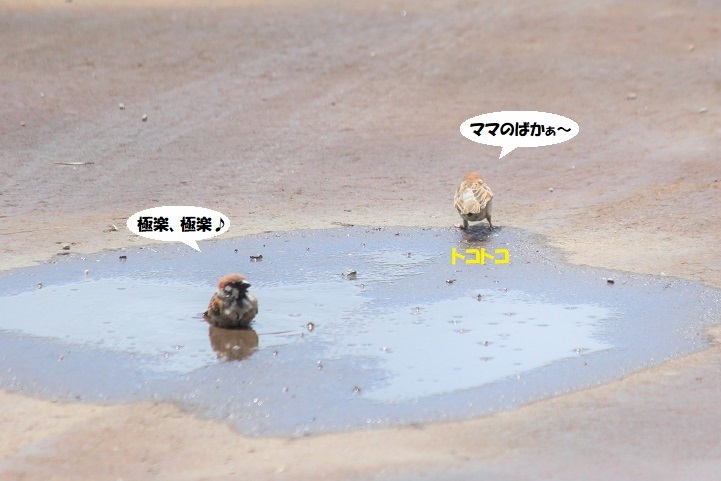 子スズメちゃん、やさぐれる~(笑)_d0402280_08474703.jpg