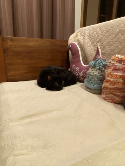 18歳の猫_a0389088_13535505.jpeg