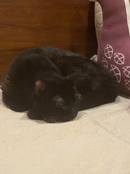 18歳の猫_a0389088_13544824.jpeg