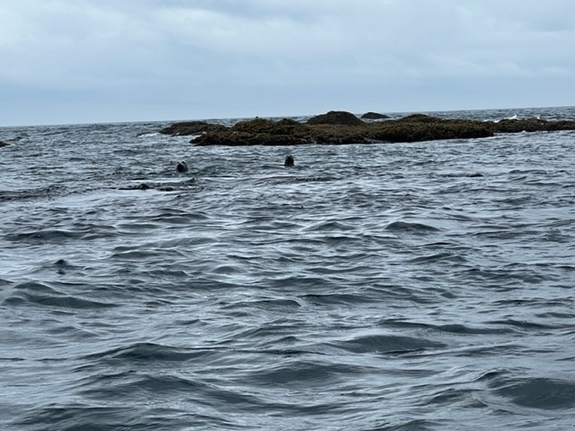 【スタッフ研修】シーカヤックで行くゼニガタアザラシウォッチングｉｎ襟裳岬_d0198793_11215893.jpg
