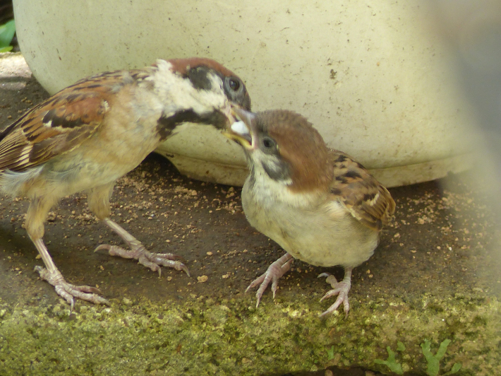 スズメの親子のその後_f0296312_22281638.jpg