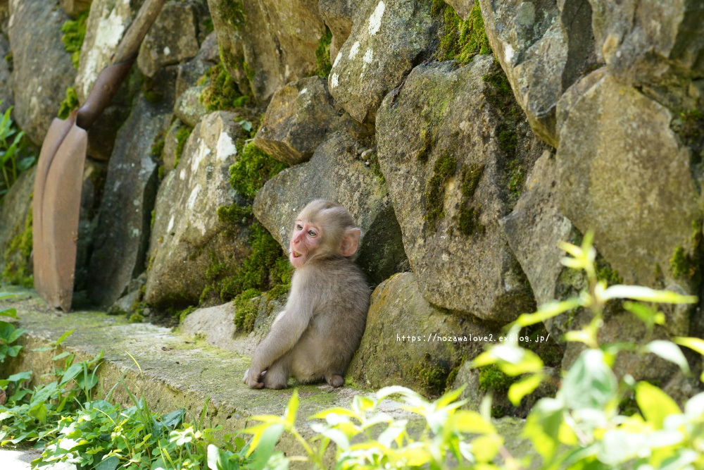アメ?_b0404739_20263844.jpg