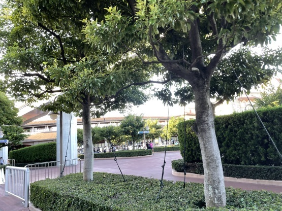 合流禁止区域 手荷物検査後の合流は禁止 東京ディズニーシー 東京ディズニーリポート