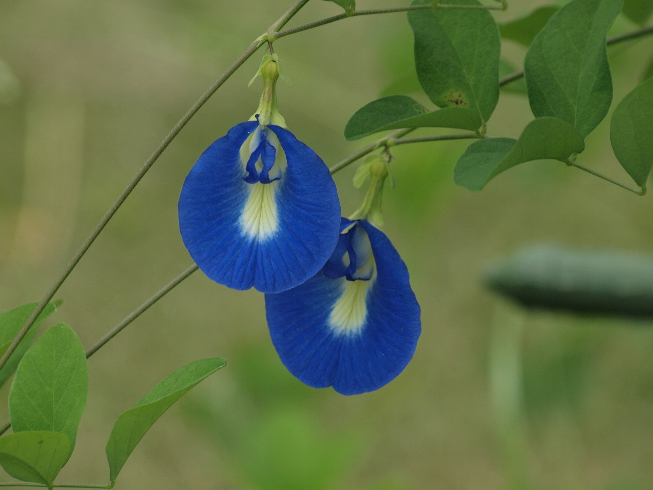 蝶豆 チョウマメ や蛇瓜 ヘビウリ や鉈豆 ナタマメ 等の花達 自然風の自然風だより