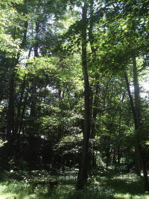 軽井沢高原文庫 夏季特別展 生誕100年ドナルド キーン展 K S Sweet Kitchen 軽井沢高原文庫 夏季特別展 生誕100年ドナルド キーン展 K S Sweet Kitchen