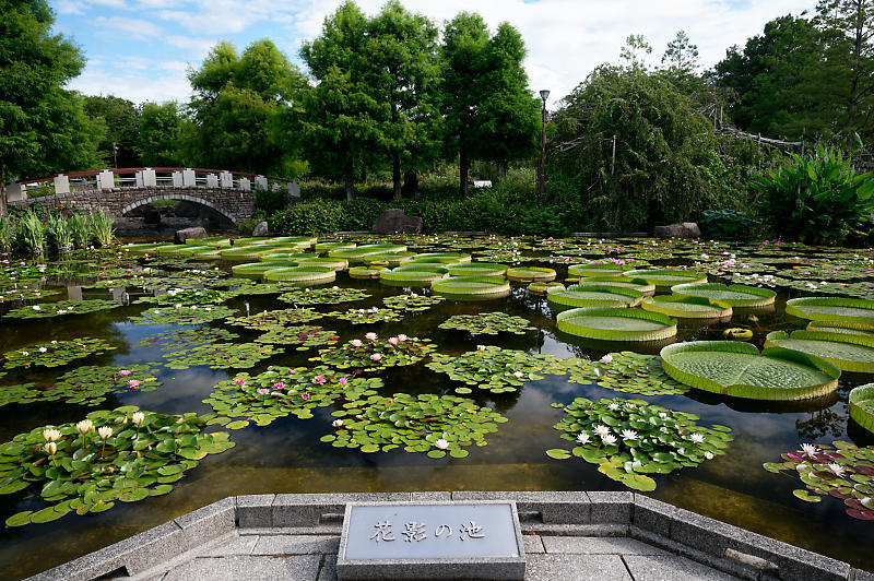滋賀遠征@草津水生植物園 其の二_f0032011_09165618.jpg