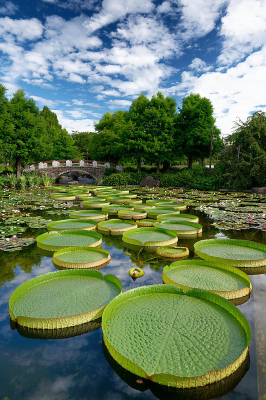 滋賀遠征@草津水生植物園 其の二_f0032011_09165662.jpg