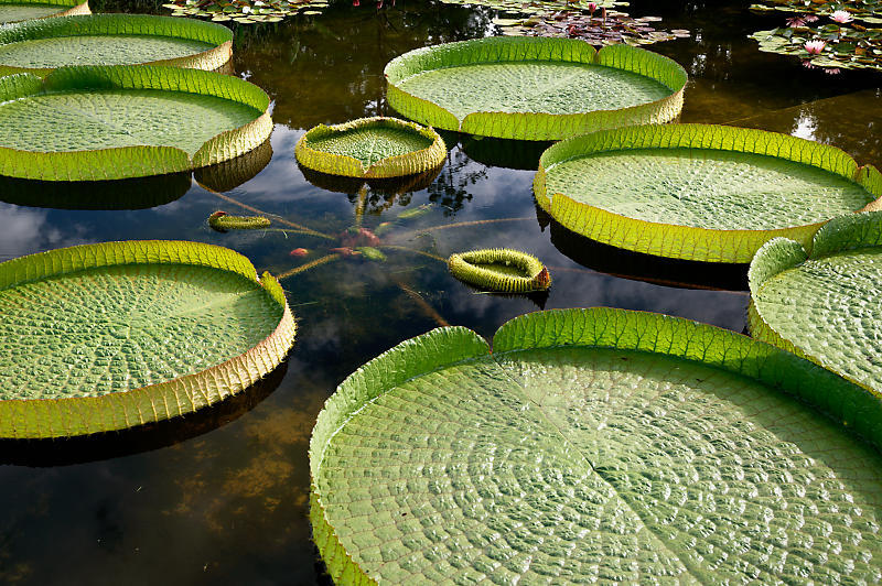 滋賀遠征@草津水生植物園 其の二_f0032011_09165676.jpg
