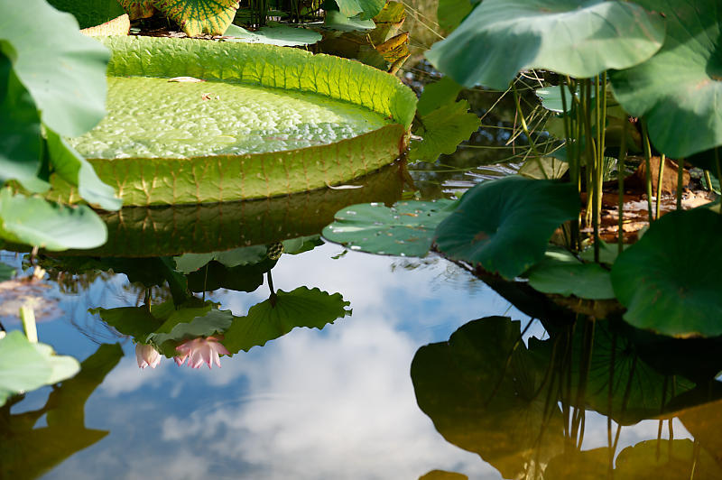 滋賀遠征@草津水生植物園 其の二_f0032011_09165717.jpg