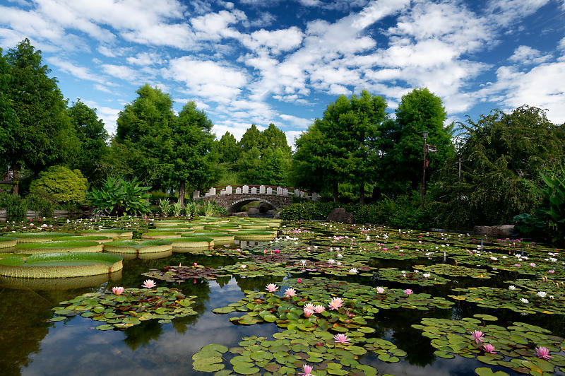 滋賀遠征@草津水生植物園 其の二_f0032011_09165741.jpg