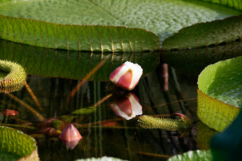 滋賀遠征@草津水生植物園 其の二_f0032011_09165768.jpg