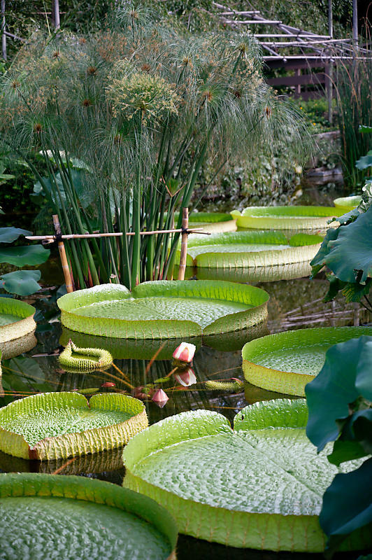 滋賀遠征@草津水生植物園 其の二_f0032011_09165770.jpg