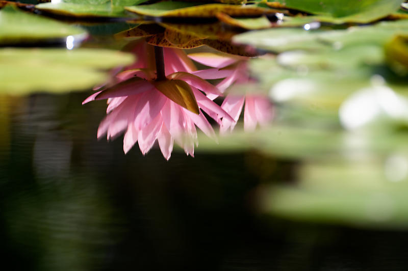 滋賀遠征@草津水生植物園 其の二_f0032011_09201146.jpg