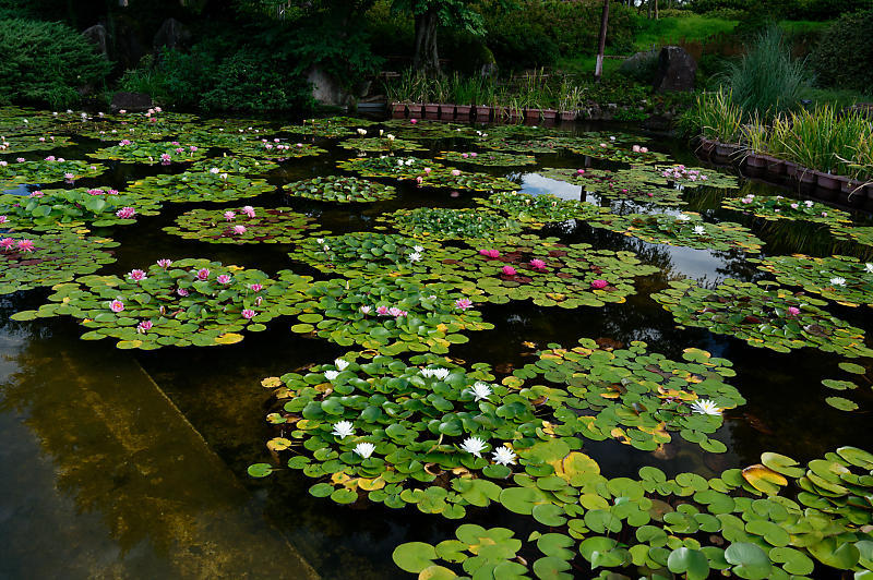滋賀遠征@草津水生植物園 其の二_f0032011_09211667.jpg