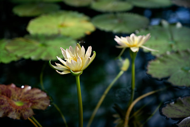 滋賀遠征@草津水生植物園 其の二_f0032011_09260284.jpg