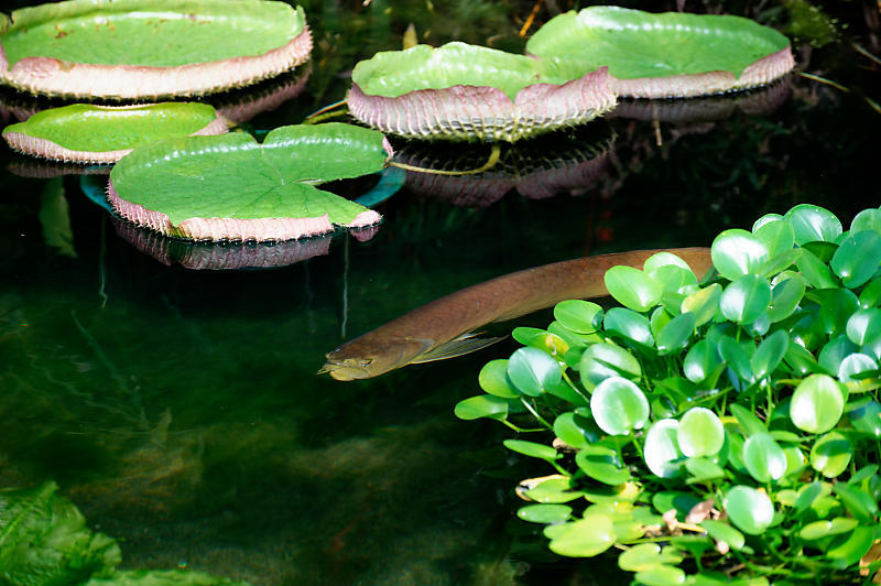 滋賀遠征@草津水生植物園 其の二_f0032011_09285712.jpg