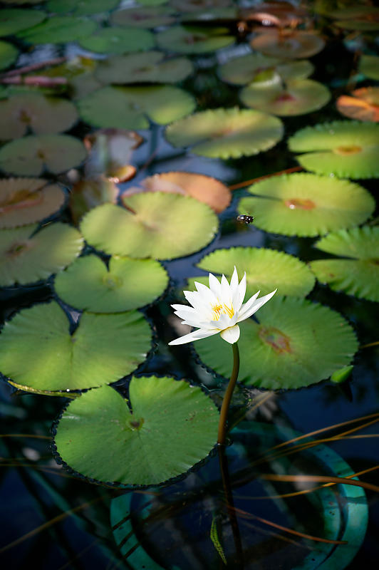 滋賀遠征@草津水生植物園 其の二_f0032011_09285794.jpg