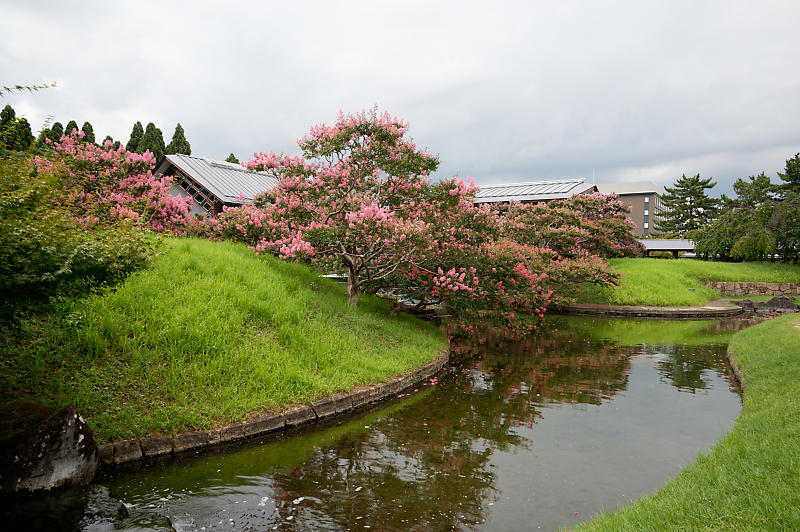 四季の花達 百日紅@梅小路公園朱雀の庭_f0032011_11371208.jpg