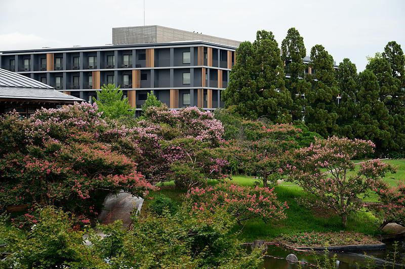 四季の花達 百日紅@梅小路公園朱雀の庭_f0032011_11371210.jpg