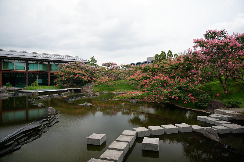 四季の花達 百日紅@梅小路公園朱雀の庭_f0032011_11371236.jpg