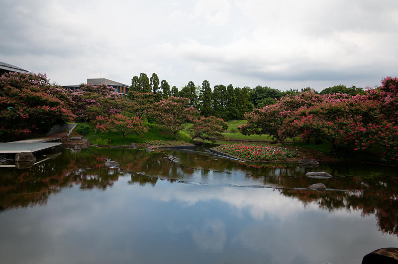 四季の花達 百日紅@梅小路公園朱雀の庭_f0032011_11371260.jpg